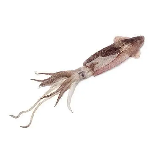 Kalamar