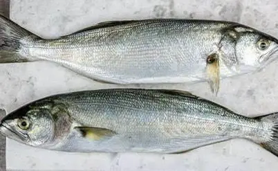 Lüfer