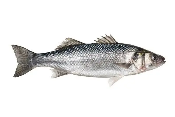 Levrek