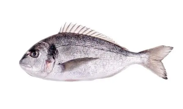 Çipura